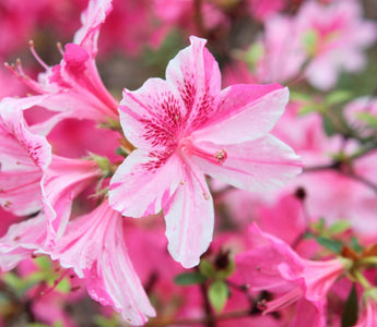 azalea flower meaning