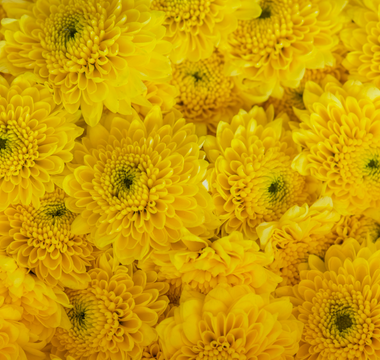 Yellow Chrysanthemum Flower Meaning That You Should Know Of!