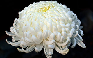 Japanese Chrysanthemum Meaning