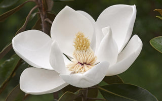 Magnolia Flower Meaning: What Lies Behind Its Petals?