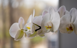 Phalaenopsis Amabilis: The Moon Orchid's Allure