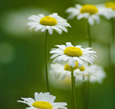 flowers that come back every year