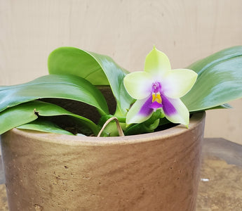 Phalaenopsis Bellina