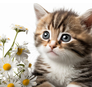 Are Daisies Toxic to Cats? Yes, But…