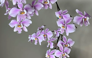 Phalaenopsis Schilleriana: A Jewel Among Orchids