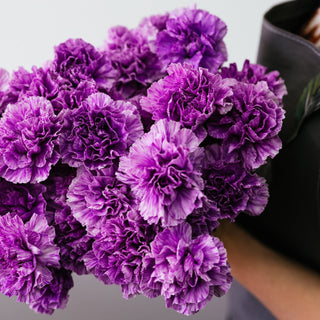 Purple Carnation Flowers