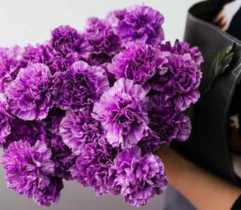 Purple Carnation Flowers