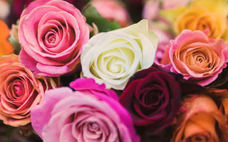 Rose Color Meaning