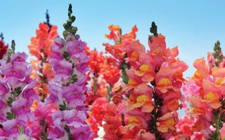 Snapdragon Flower Meaning: The Story Behind the Bloom