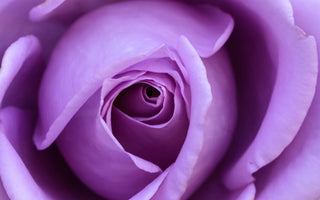 purple rose meaning