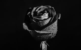 Black Rose Meaning: More Than Just a Dark Bloom