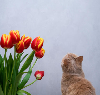 are tulips toxic to cats