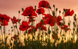 Poppy Flower Meaning: Myths and Legends Explored