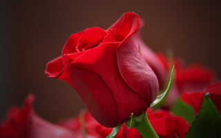 Roses Color Meaning