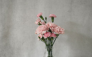 Carnation Meaning: The Symbolism Behind the Bloom