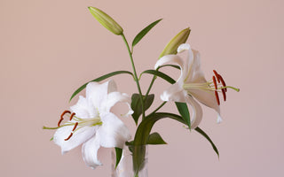 Lily Flower Meaning: Spiritual Insights and Symbolism