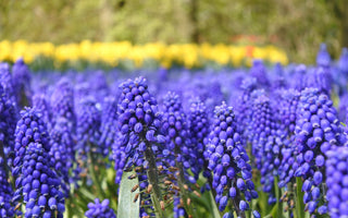 Hyacinth Flower Meaning: Significance of This Spring Bloom