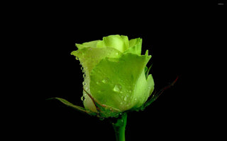 Green Roses Meaning