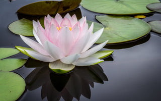 Lotus Flower Meaning: A Guide to Its Symbolism