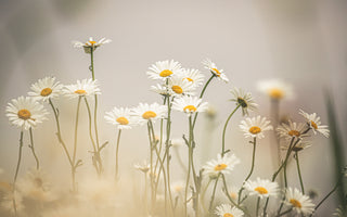 Daisy Flower Meaning in Different Cultures