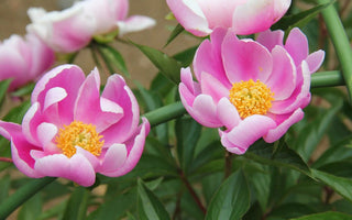 Paeonia Lactiflora