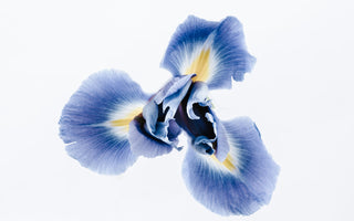 Iris Flower Meaning: What's Behind the Bloom?