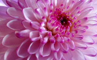 Chrysanthemums Meaning: Symbolism Behind The Flower