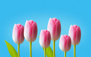 Tulips Meaning: A Cultural Journey of Significance