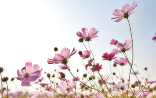 Cosmos flower meaning: A Cultural Exploration