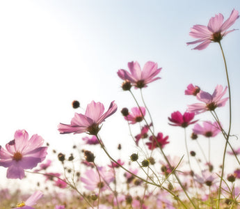 Cosmos flower meaning: A Cultural Exploration