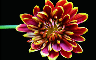 Chrysanthemum Flower Meaning