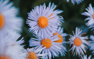 Aster flower meaning: Beauty, Myth, and Mystery