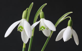 Snowdrop Flower Meaning: Symbolism of Hope and Renewal