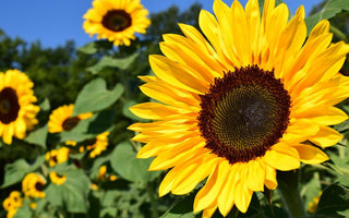 how to preserve sunflowers